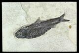 Fossil Fish (Knightia) - Green River Formation #126188-1